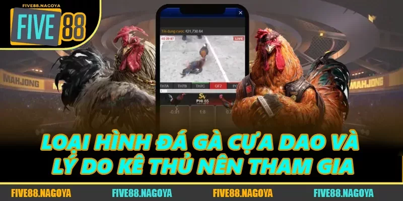 Loại Hình Đá Gà Cựa Dao Và Lý Do Kê Thủ Nên Tham Gia